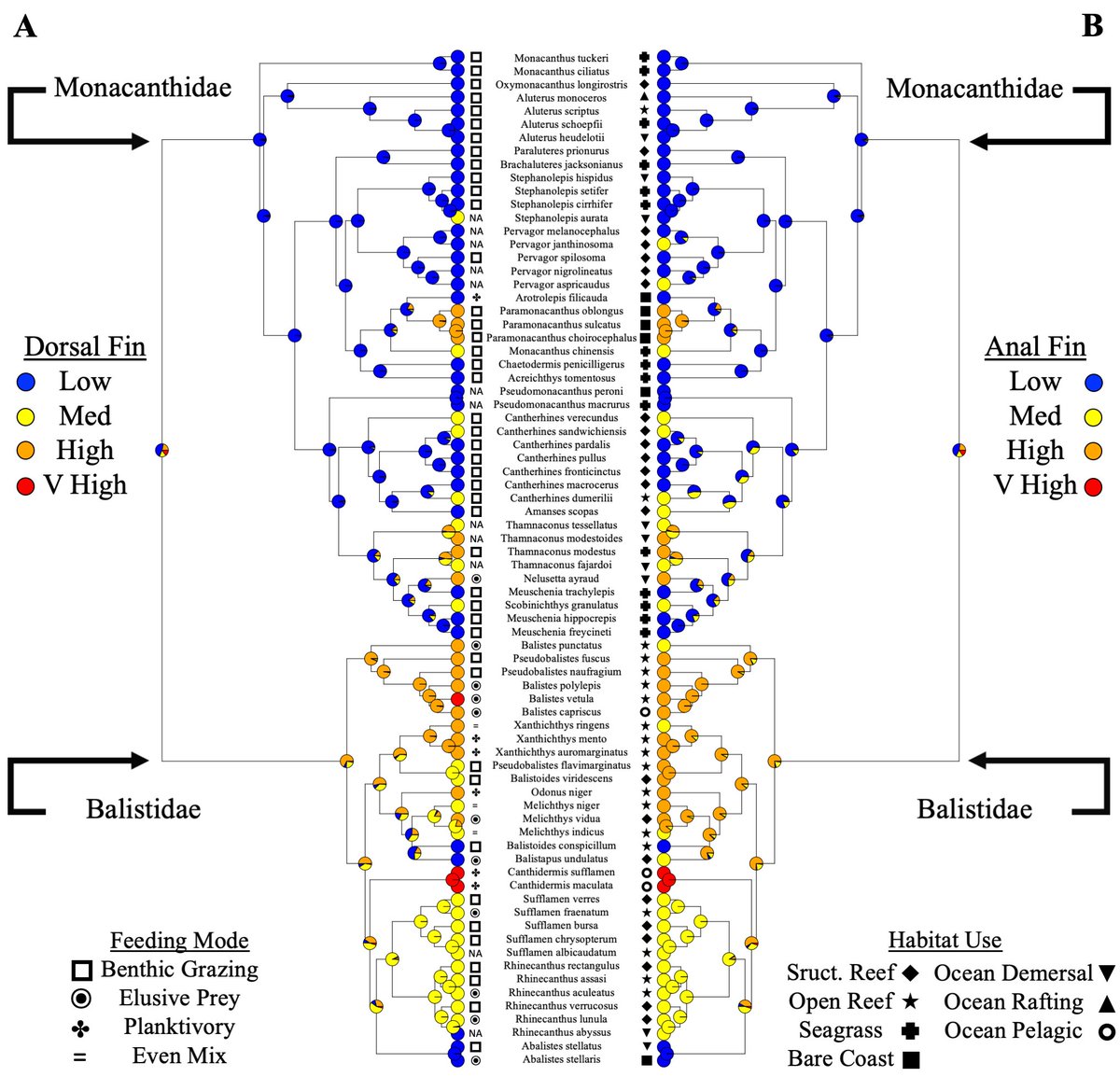 You can now find a preprint of my most recent thesis paper with <a href="/mwestneat/">Mark Westneat 🐟</a> on balistoid fish evolutionary and ecological morphology on biorxiv! biorxiv.org/content/10.110…