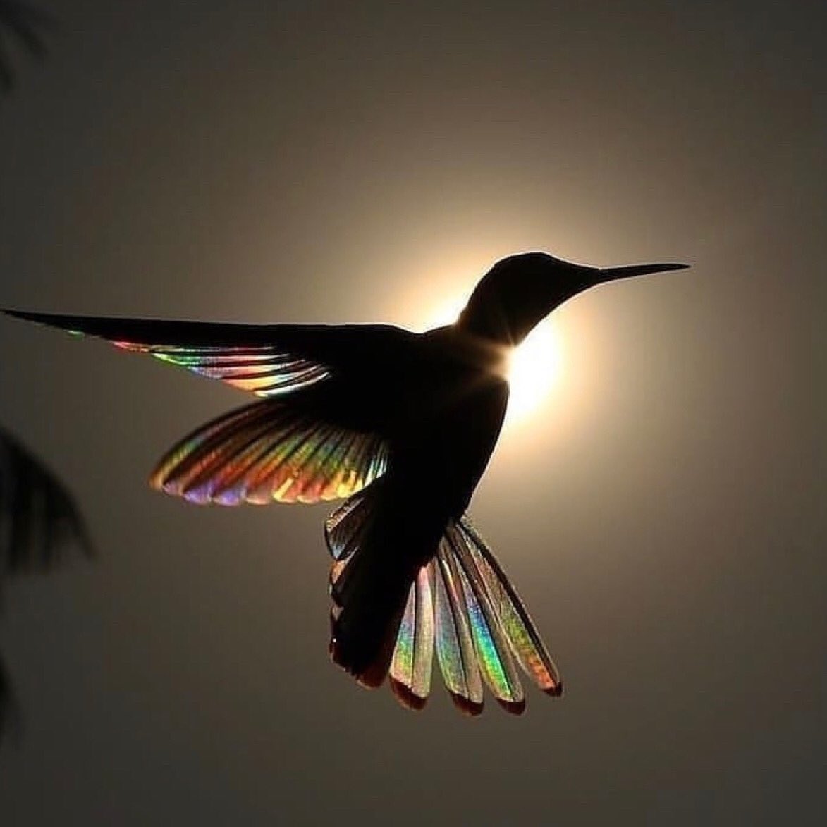 Pedro Rangel Tello (@amigochiva) on Twitter photo 