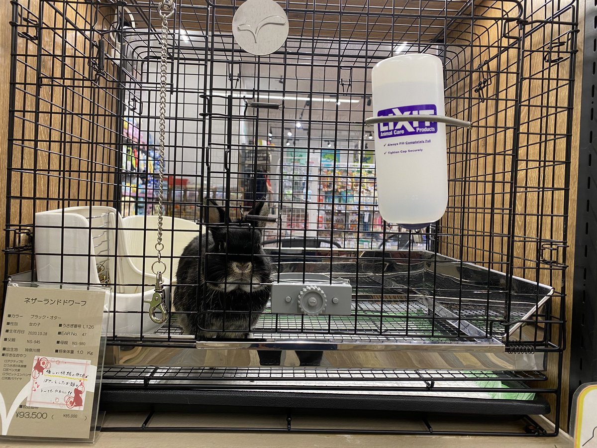 うさぎのしっぽレイクタウン店 朝のひと時 ご飯が待ちきれないうさ達 うさぎのしっぽ レイクタウン ご飯待ち