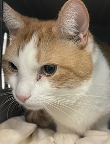 NYCDEATHROWCATS's tweet photo. Maxy Brown is a 5 year old boy who was brought in as a stray. He is already neutered but should have some follow up dental care. Maxy is hoping to meet his new best friend at MACC. https://t.co/MDBdLPsSjC https://t.co/Qo6bQDhPQl