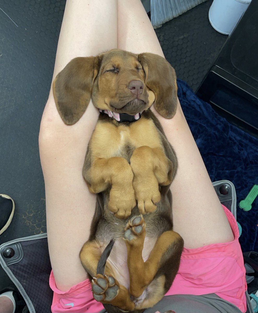 KaseyFrank00's tweet photo. She ain’t nothing but a hound dog🐶 https://t.co/BwxHlt6JjS
