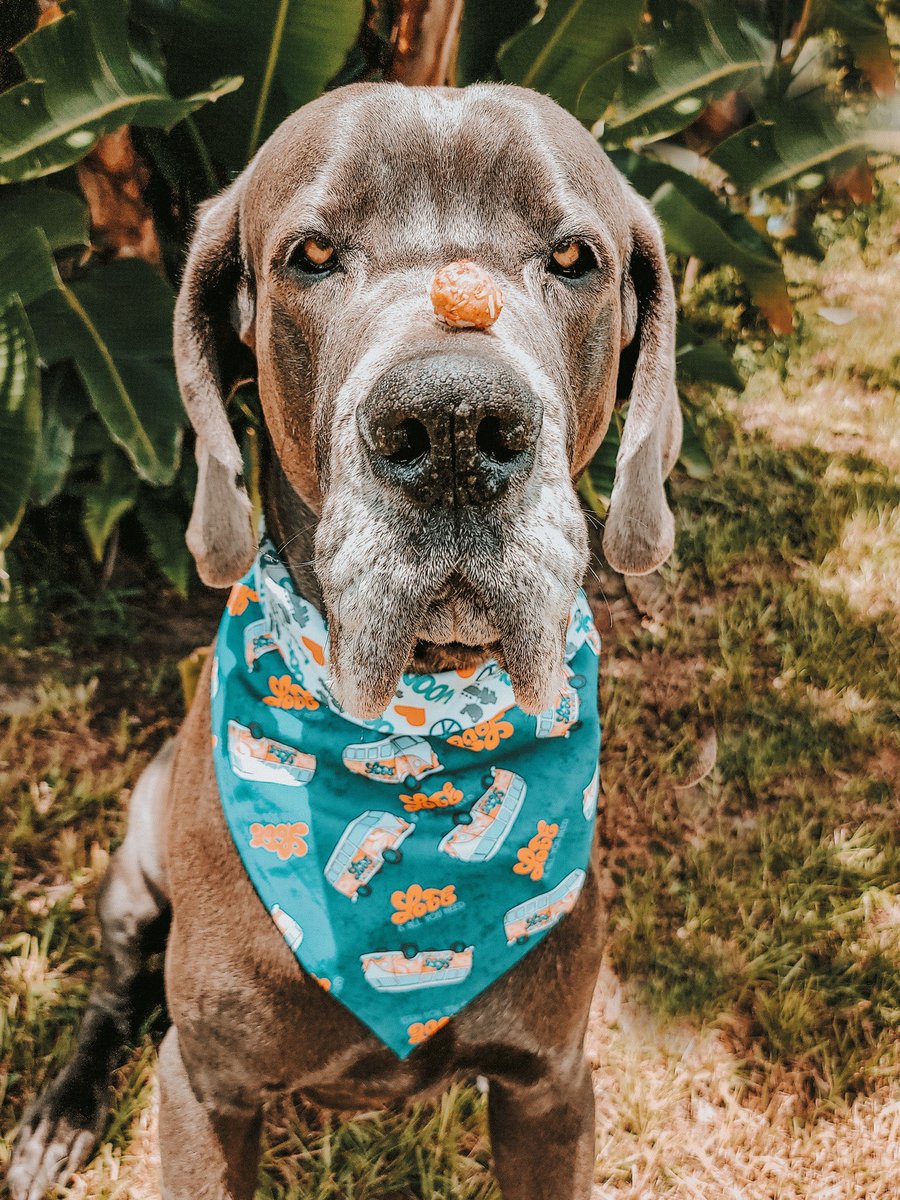 FergusGreatDane's tweet photo. Who's the #goodestboy ? If these balls could talk. πππ€£ I call these yummy balls my "medicine" because they make everything all better. Thank you @lord_jameson for the treats. Momma says I'm the picky one...& I love them!!! Trying out the #applepops π https://t.co/Nj5j0dYKff