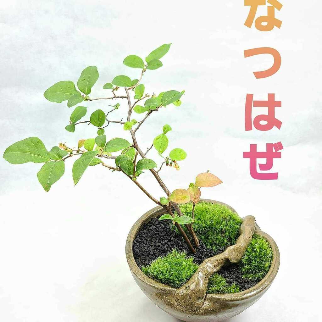 夏櫨 Twitter Search Twitter