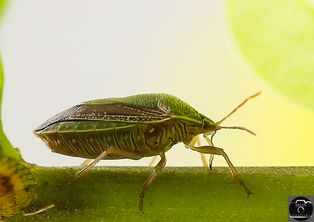 bri_alcan's tweet photo. #greenstinkbug #trinibushbug
#wildlifephotography #naturephotography #trinidadandtobago 
#insects https://t.co/wY0LgHhrgv