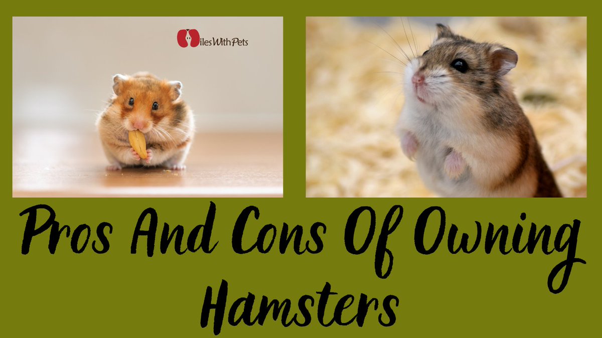 miles_pets's tweet photo. Pros And Cons Of Owning Hamsters
Owning a pet hamster and caring for them is an easy task.People consider hamsters as one of the best beginner-friendly pets due to the ease of handling them.
https://t.co/hUKAmw5WXp
#mileswithpets #pets #pet #hamsters #petlife #pethamsters #newpet https://t.co/Sk2mbS4bSP
