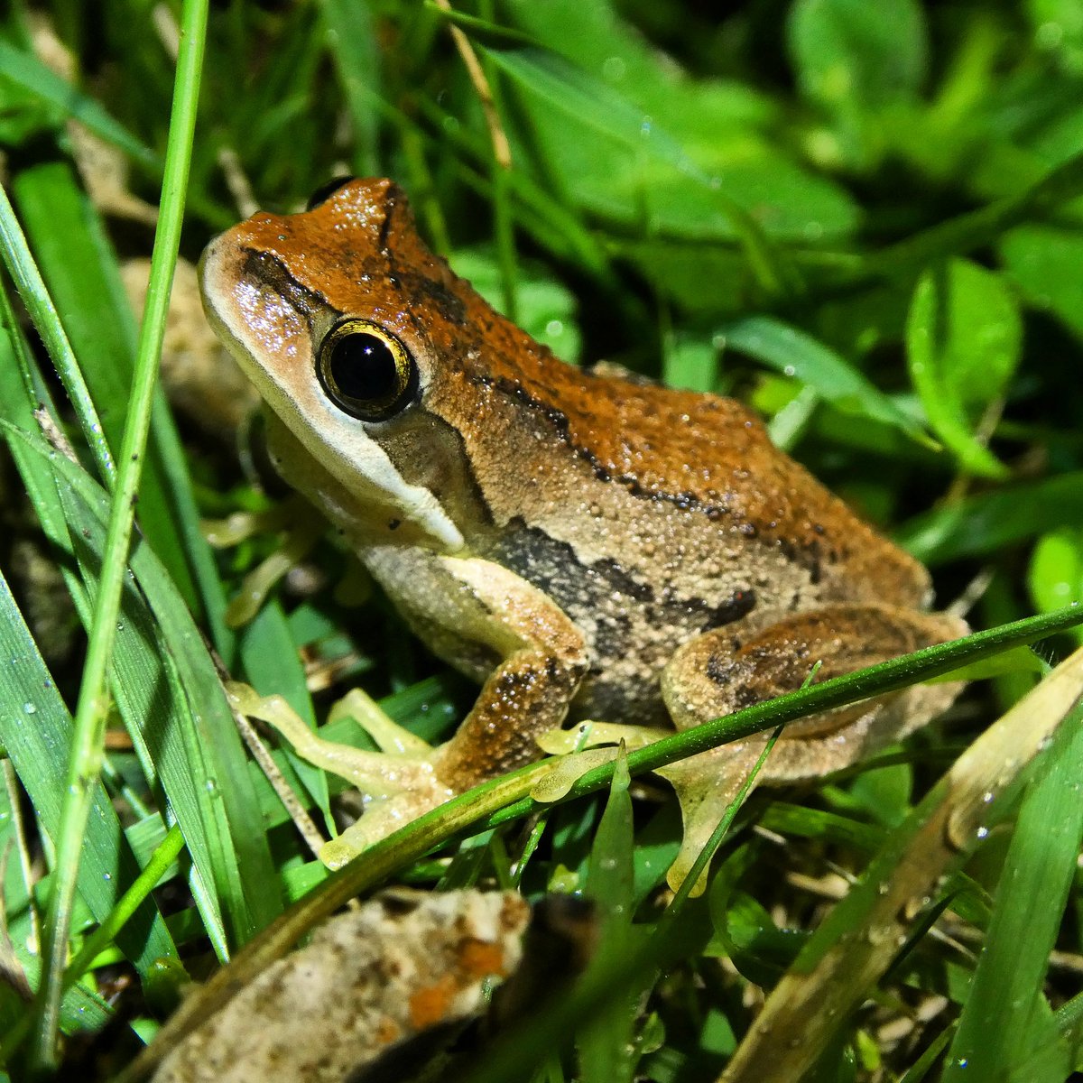 FrogsCalling's tweet photo. Another Southern Brown Tree Frog, Litoria ewingii, spotted on the lawn by The Frogs Are Calling You coordinator Lynette!

#treefrog #southernbrowntreefrog #litoria #frogscalling #frogfriday https://t.co/maLRmIfIl9