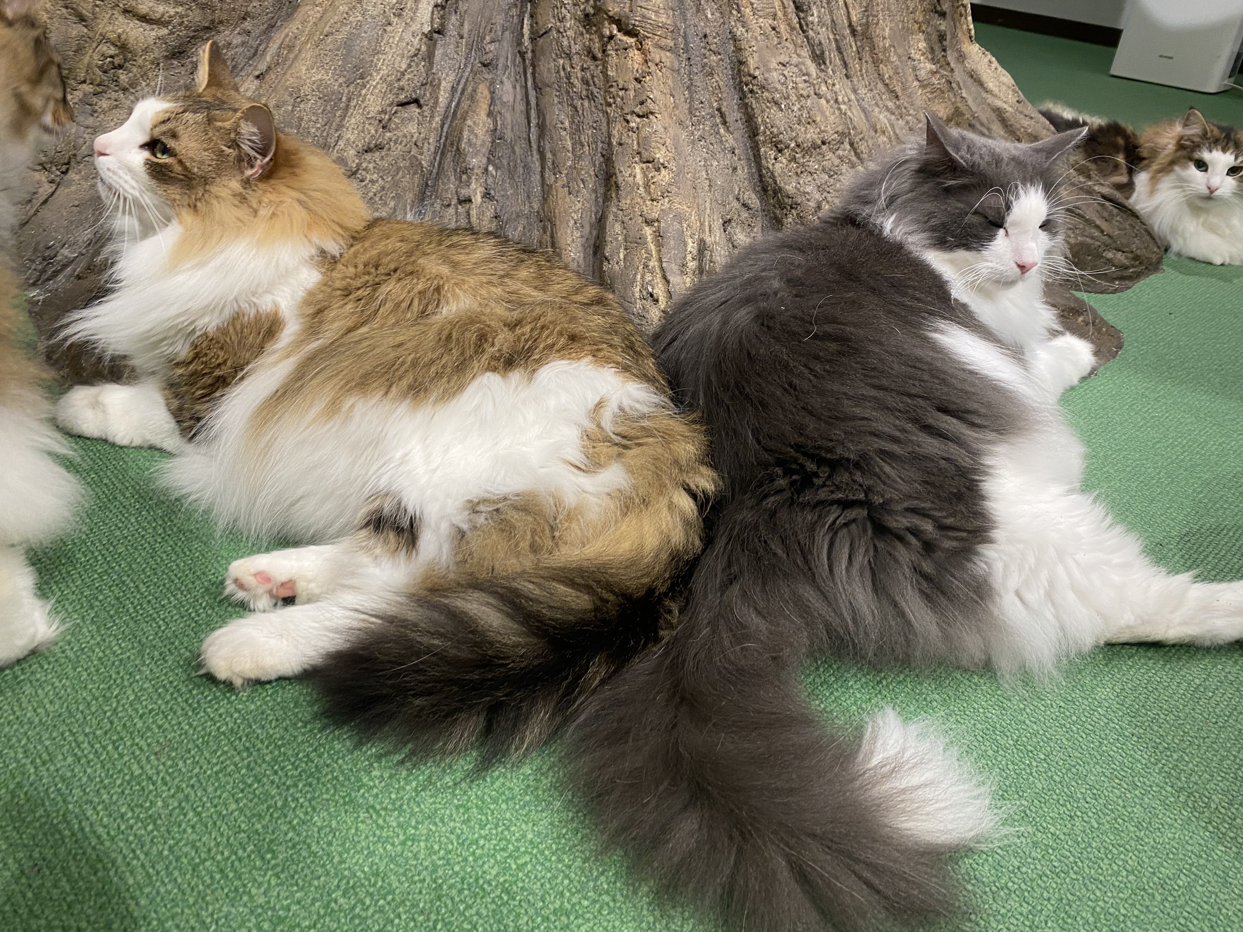 ねこのダヤンと猫の島カフェ 雑貨 猫カフェオープンしてます 猫の島カフェのデカニャンツートップのサギくんとアリエスくん お尻とお尻がぴったんこ 仲良しいー わちふぃーるど 猫の島カフェ ねこのダヤンと猫の島カフェ ノルウェー