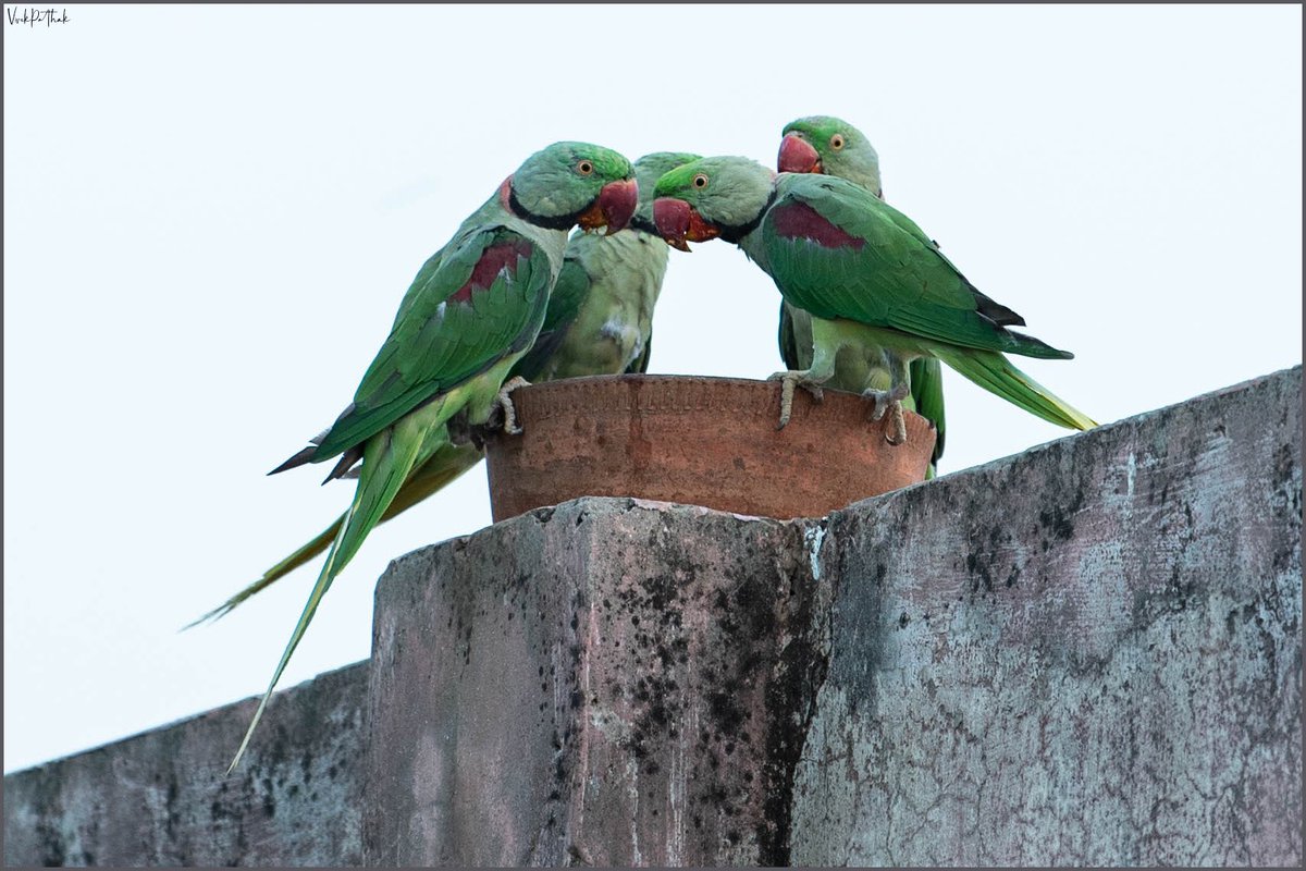 pafcoms's tweet photo. चाय पे चर्चा ॥ 🧡
#NikonPhotography by #VivekPathak
#NikonD750 Nikkor 70-200 1:2.8mmE FL ED
#ILoveNikon
#NikonAtHome
#BIRDSTORY #birds #BirdsLife #Parrot
@NikonIndia
#NaturePhotography #nikonphoto #nikonlife #nikon #nikonphotographers https://t.co/JxUjNo3zco