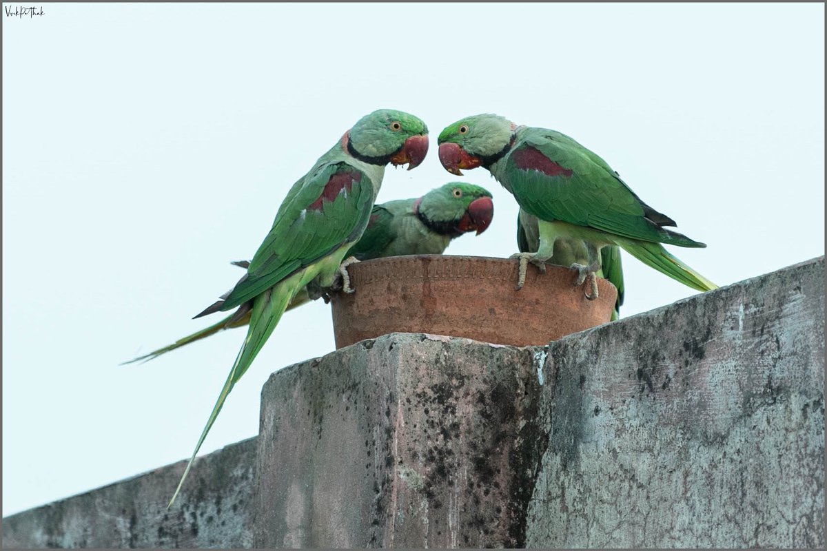 pafcoms's tweet photo. चाय पे चर्चा ॥ 🧡
#NikonPhotography by #VivekPathak
#NikonD750 Nikkor 70-200 1:2.8mmE FL ED
#ILoveNikon
#NikonAtHome
#BIRDSTORY #birds #BirdsLife #Parrot
@NikonIndia
#NaturePhotography #nikonphoto #nikonlife #nikon #nikonphotographers https://t.co/JxUjNo3zco