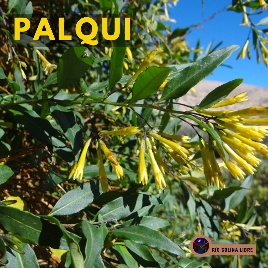 riocolinalibre's tweet photo. ¿Conoces el Palqui?
El cestrum parqui 🌱 Es una planta nativa que podemos ver habitualmente por el cajón del Río Colina 🏞️, casi siempre al lado del Litre🌱
Descubre más secretos!
#riocolinalibre #rioslibres #plantassanadoras #medicinanatural #palqui #bosques #bosqueesclerofilo https://t.co/1m4C4zbYOY