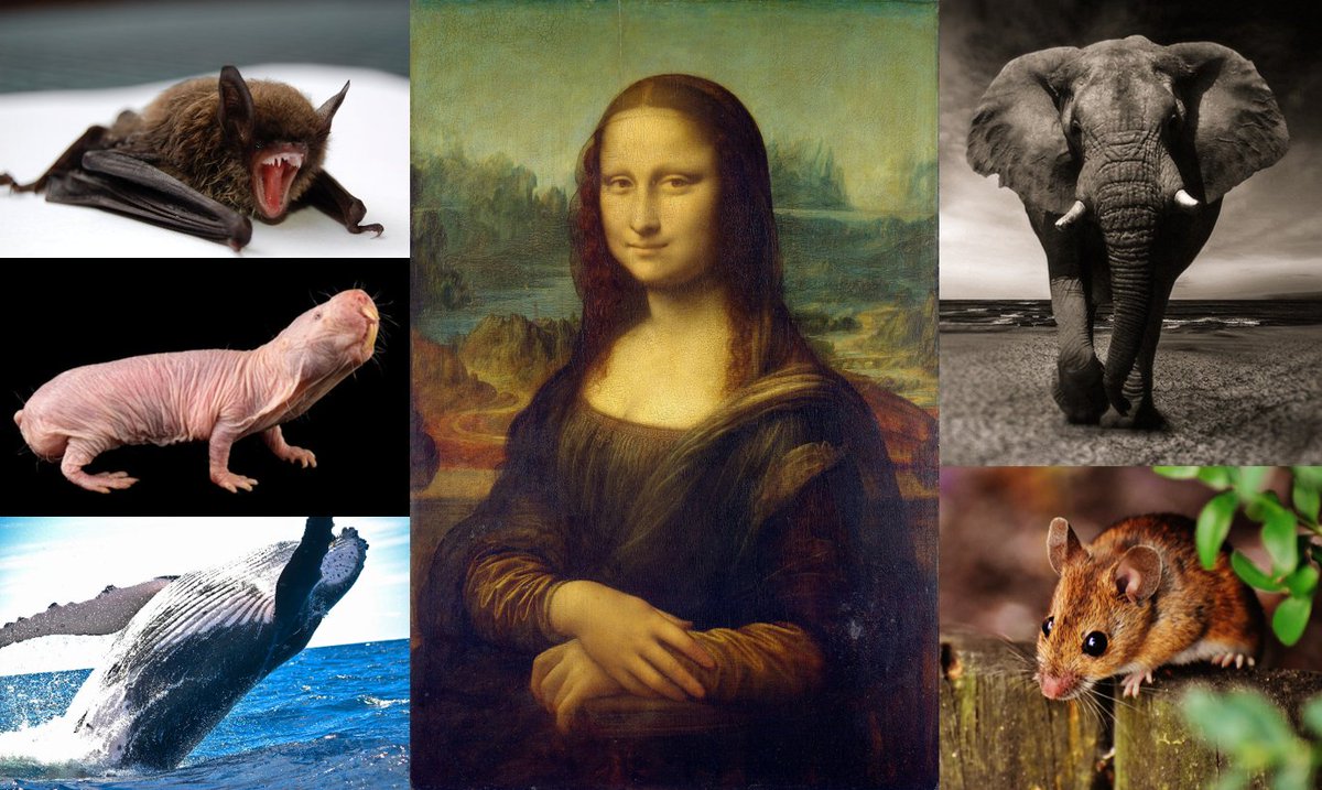 Got excellence? Amanda Kowalczyk does. Hear her talk about her work during the 2021 SMBE Graduate Student Excellence Award Symposium. Talks are on Sunday 4 July, starting at 02:30 UTC (Asia) and again at 09:30 UTC (EU/Africa). <a href="/OfficialSMBE/">Society for Molecular Biology and Evolution</a> #SMBEv2021 #SMBE2021 <a href="/KowalczykAmanda/">Amanda Kowalczyk</a>