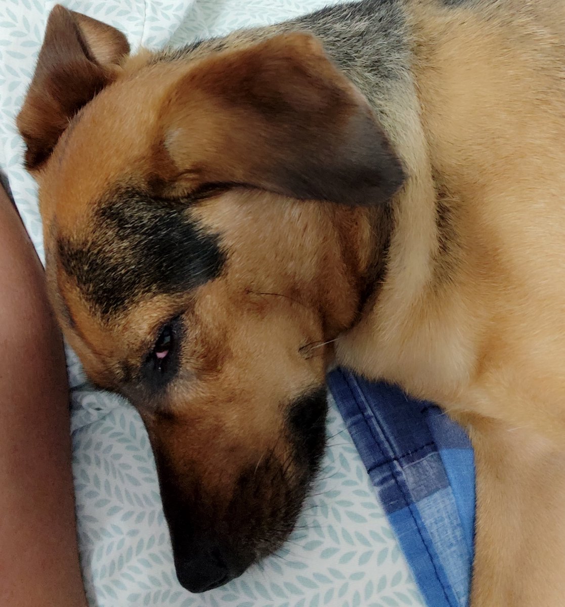 - SOS PETS VENEZUELA🐩🐕😿💔 tweet media