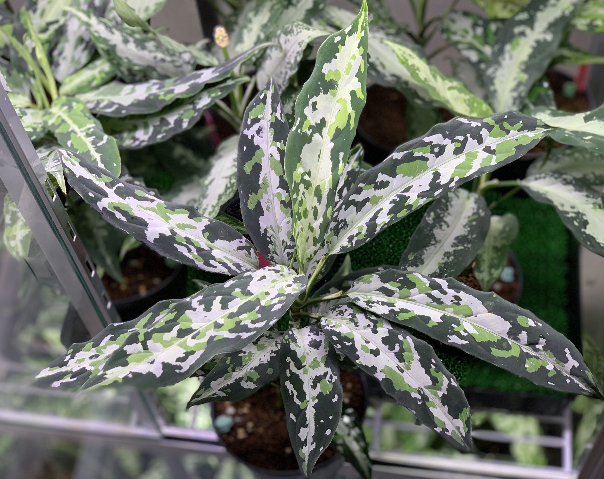 ベルギー製 アグラオネマ ピクタム GT便ティガリンガ産 - 植物/観葉植物
