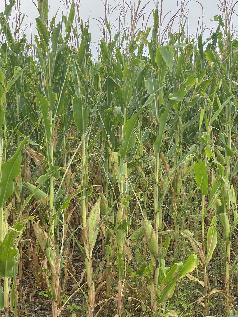 Have you ever wondered what heavy grasshopper population can do to #corn?  This ⬇️ is what they can do, pic doesn’t show the damage as good as in person. #uhoh #Txcorn #insect #damage #Txagriculture