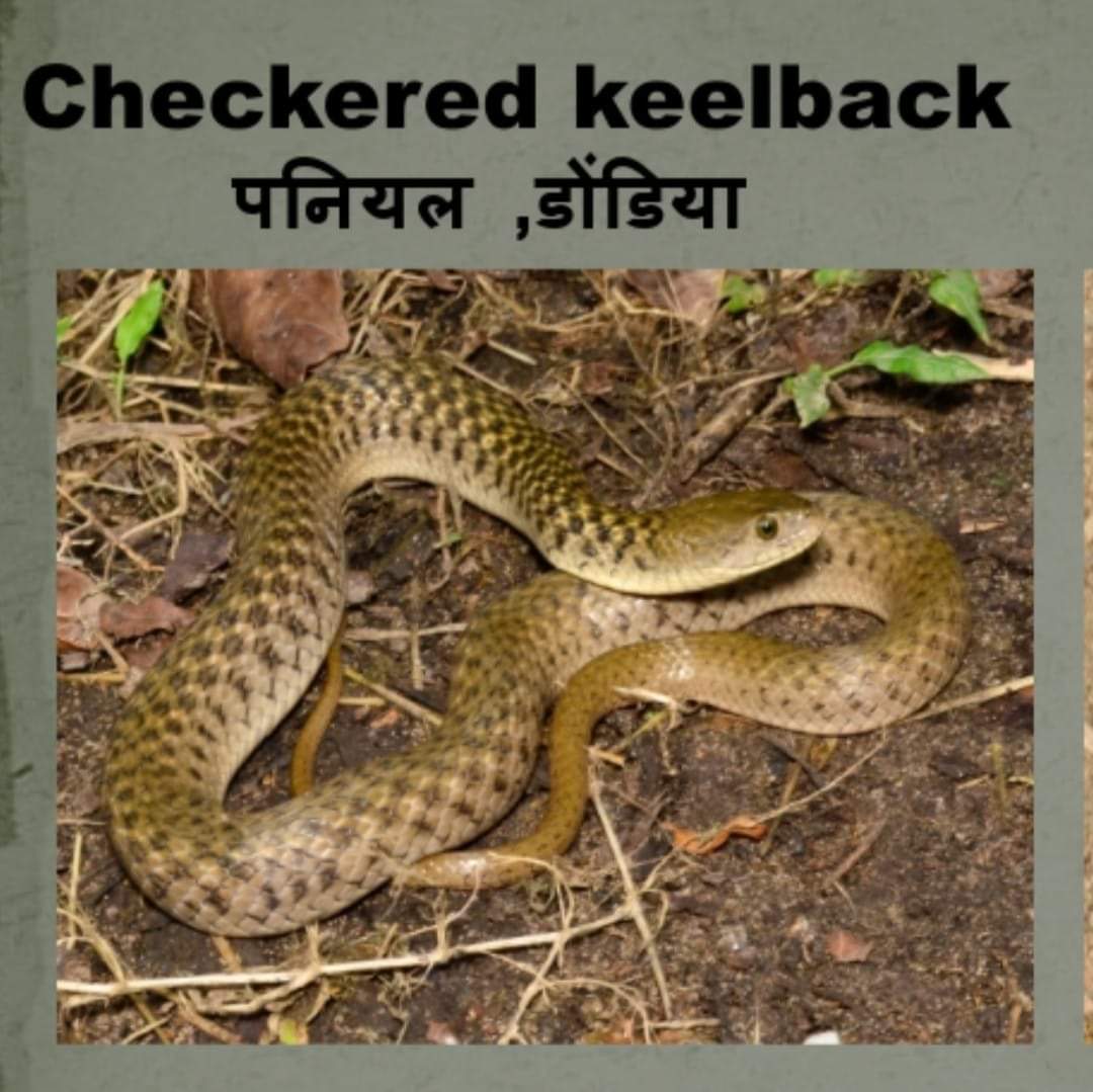 ArpitForest's tweet photo. Checkered keelback
पानी वाला सर्प ,पनियल,ढोढ़ीया
Harmless (जहरीला नही होता)
घरों के आसपास और पानी वाले स्थानों पर अधिक दिखाई देने वाला सर्प
#Savesnakes #SaveEarthSaveNature 
#snakebitemanagement #snakeawareness #identificationofsnake #snakeconservation #savingsnakesforsurvival https://t.co/hkzrk91FMi