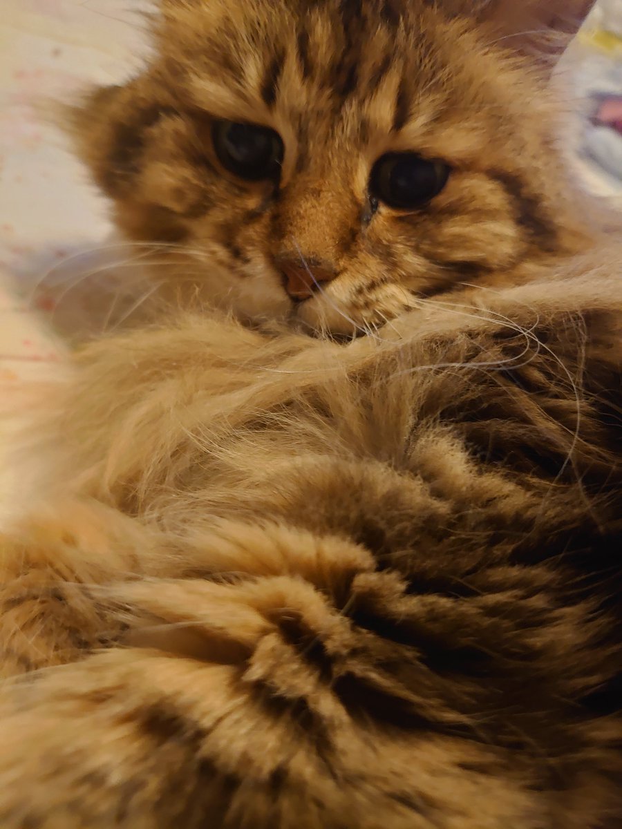 アミンアバスト 猫 犬用 2個セット アミンアバスト（猫用）レビュー｜犬猫ペットのお薬通販うさパラ