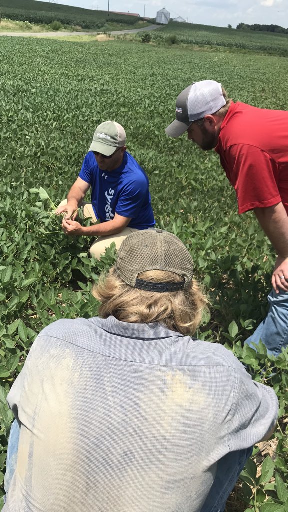BrazinskiJordan's tweet photo. This week I rode along for a few fungicide calls on the CP side of the business where we noticed some FELS starting to appear in fields…Certainly something to look out for this year as beans enter their reproductive stages. #GROW21 #GROWNK21 @NKSeeds @MandyDowney6 @NK_S_Cornbelt https://t.co/tkdmJ4jcwD