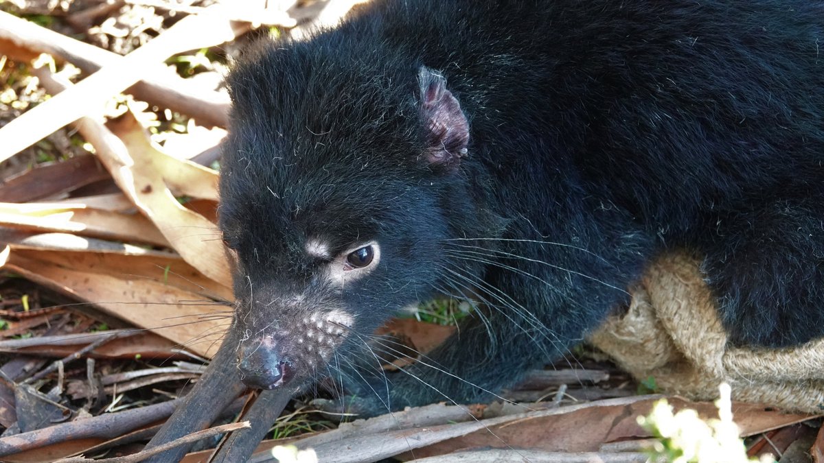 Exciting 3yr post-doc position with <a href="/ARC_CIPPS/">CIPPS</a> on Aussie fauna &amp; flora bioinformatics for peptide discovery. Pls RT <a href="/KathyBelov/">Kathy Belov</a> <a href="/Sydney_Science/">Sydney Science</a>
 #GenomicsForAll
usyd.wd3.myworkdayjobs.com/en-US/USYD_EXT…