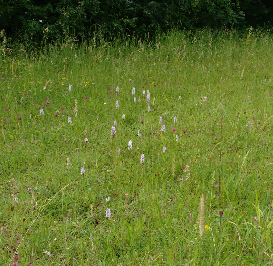 Results of #nomowmay out on #roadverges near you! This managed verge on Ross - Ledbury Rd at Perrystone blooming with orchids, clover, small grasses and a-buzzing with insects... Why not find a nearby verge you could look after to help #wildlife.. and bring joy to passersby?