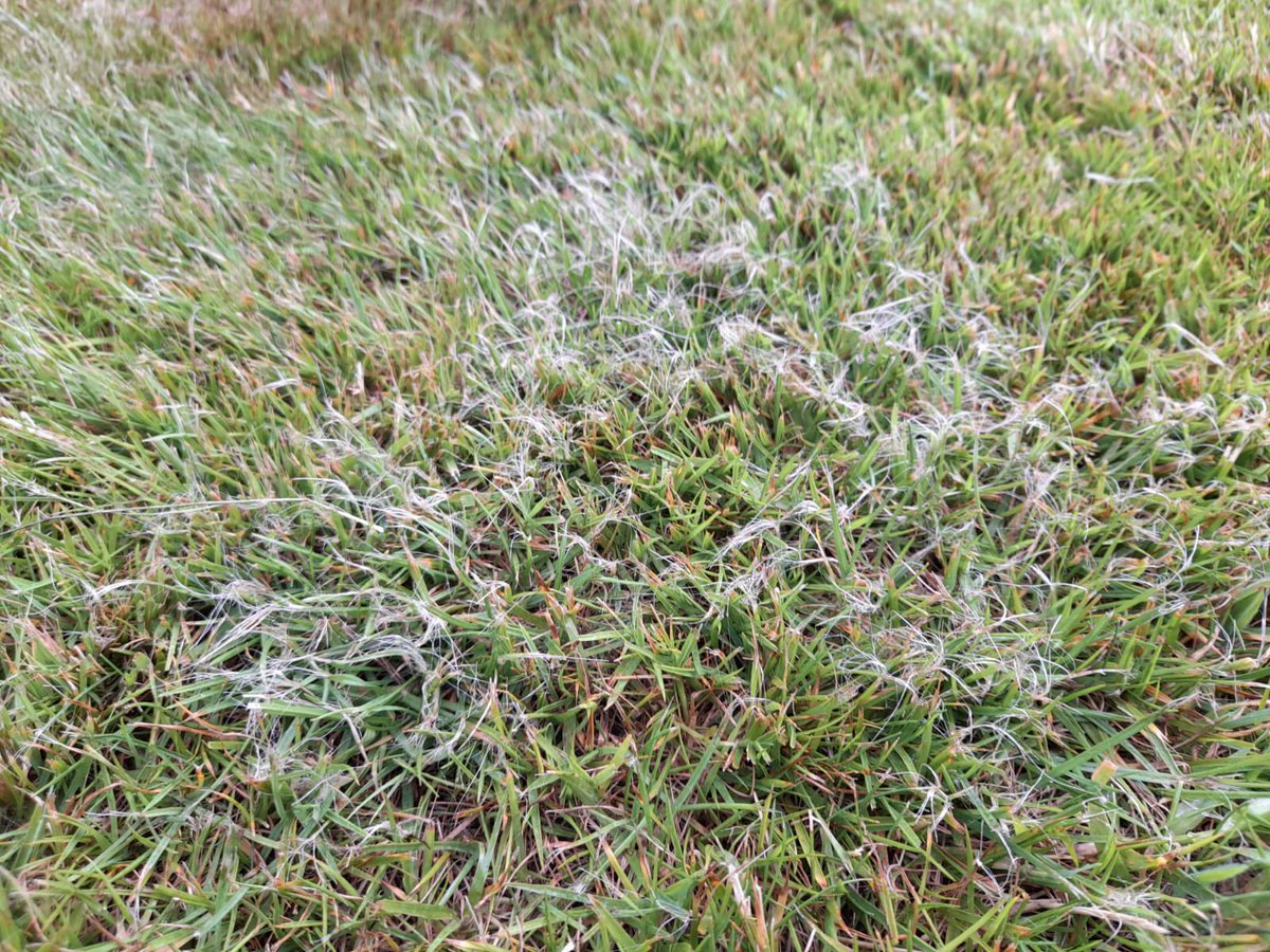 GreenkeepersUK's tweet photo. 🚨Warning🚨

Dull lawn blades can lead to lawn discoloration, lawn disease, portions of grass being pulled up during mowing, ragged-looking grass, or even the plant dying. Grass that is cleanly cut can recover more easily, which reduces the risk of diseases like Red Thread. https://t.co/6yunUTaseU