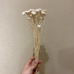 もうそれにしか見えない!大きなエノキに見えちゃうドライフラワーが話題に!