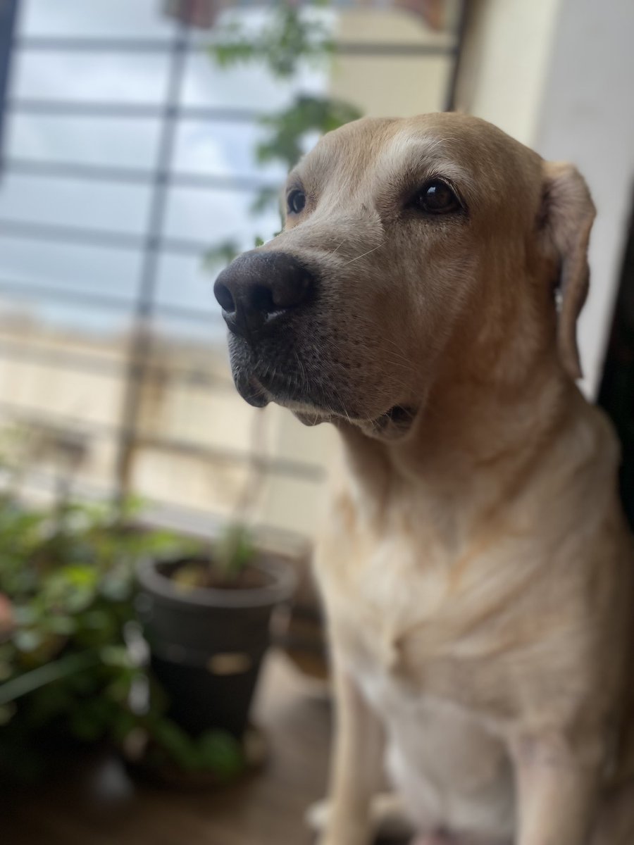 Look how handsome he is! 🥲 #dog #labradorretriever