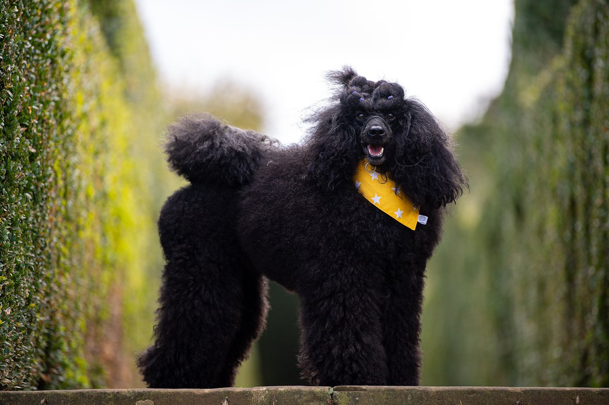 Happy Friday! What are your plans for the weekend? Dog snuggles? Exploring somewhere new?

#FridayVibes
#dogsoftwitter