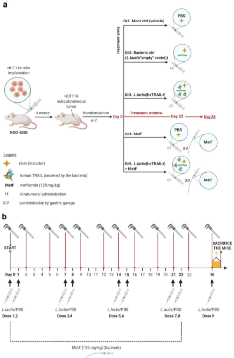 CancerNemi's tweet photo. The Anti-Tumor Effect of Lactococcus lactis Bacteria-Secreting Human Soluble TRAIL Can Be Enhanced by Metformin Both In Vitro and In Vivo in a Mouse Model of Human Colorectal Cancer
Katarzyna Kaczmarek et al 
|Cancers|

https://t.co/0Zm5FygQZS

#H2020 #MSCA #cancerproject https://t.co/u1ImX57RLv