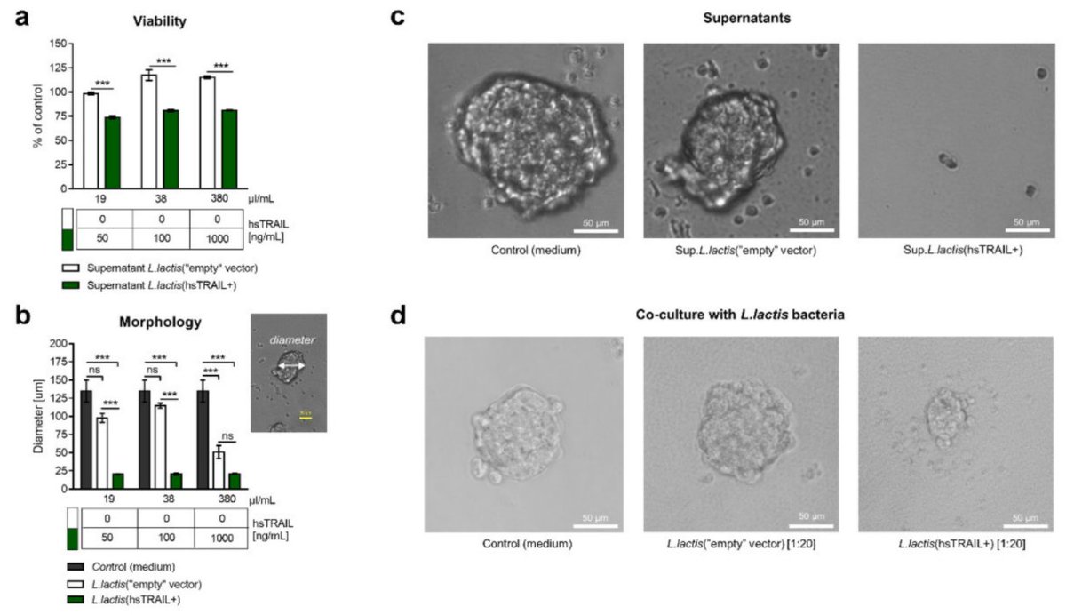CancerNemi's tweet photo. The Anti-Tumor Effect of Lactococcus lactis Bacteria-Secreting Human Soluble TRAIL Can Be Enhanced by Metformin Both In Vitro and In Vivo in a Mouse Model of Human Colorectal Cancer
Katarzyna Kaczmarek et al 
|Cancers|

https://t.co/0Zm5FygQZS

#H2020 #MSCA #cancerproject https://t.co/u1ImX57RLv