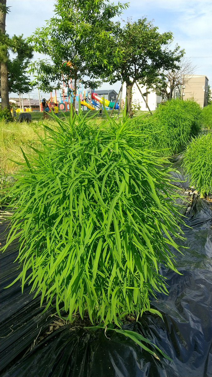 三条市役所 一ノ木戸ポプラ公園の花壇でコキアを育てています 綺麗に紅葉して箒にも使えるモフモフなコキア 箒草 を見ながら公園で遊んでみてはどうでしょうか コキアの詳細はこちら T Co Gscvfh7em2 御礼 花壇の草むしりをしていただいて