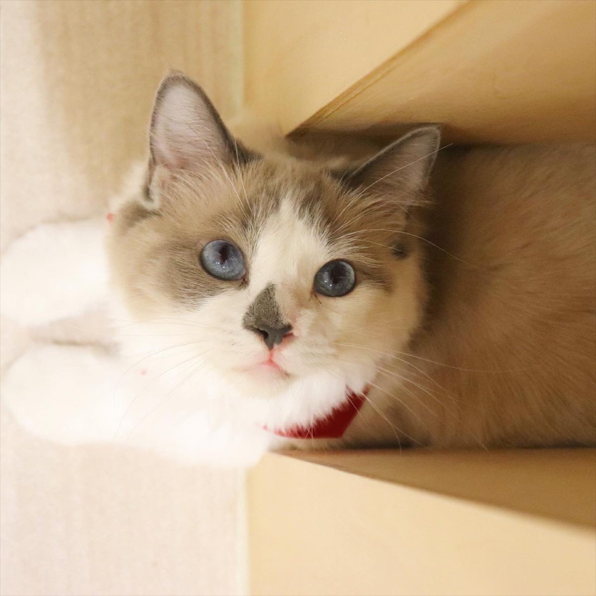 Moff Animal Cafe イオンモール成田店 Moff Narita Twitter