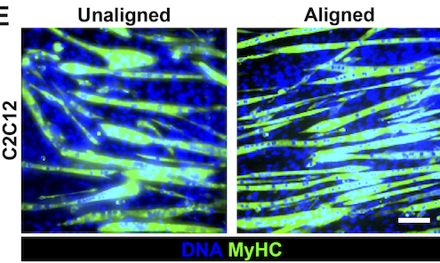 <a href="/AJPCellPhys/">AJP-Cell Physiology</a> #ImageOfTheWeek  highlights data that myoblast differentiation is enhanced by exposure to less cross-linked or smaller  #collagen fibrils, with implications for  #muscleregeneration under fibrosis. Read more at   doi.org/10.1152/ajpcel…
<a href="/MatrixBiology/">Matrix Biology</a>  #myotwitter