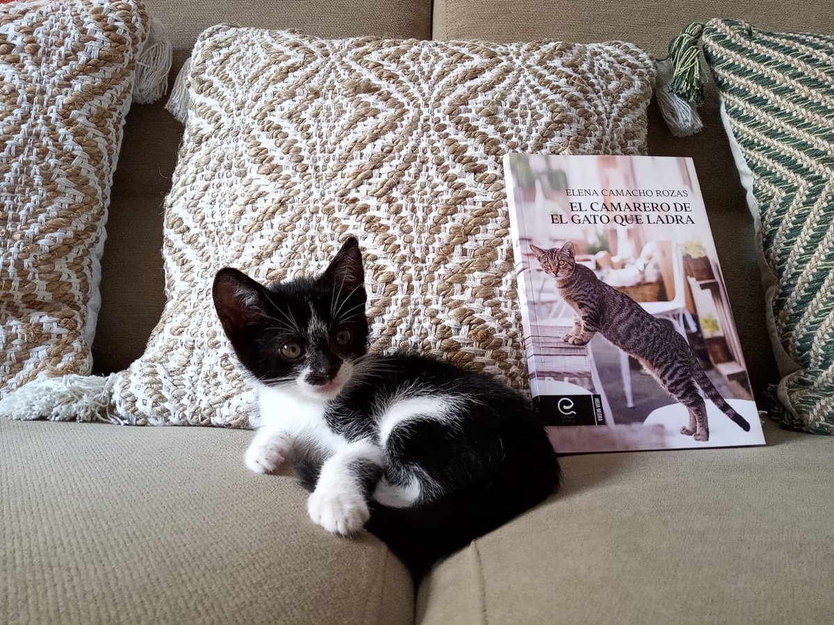 Migas, la gata de Carol, compartiendo sofá e ideaciones con "mi gato que ladra".