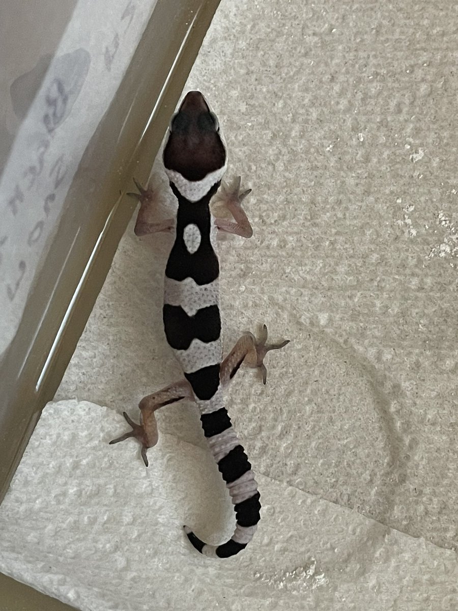 VisionRepti's tweet photo. ☯️ some Ying/Yang babies born a few hours ago!! #reptile #reptiles #reptilesofinstagram #lizard #snake #reptilelover #gecko #snakes https://t.co/KPPNeMqyBk