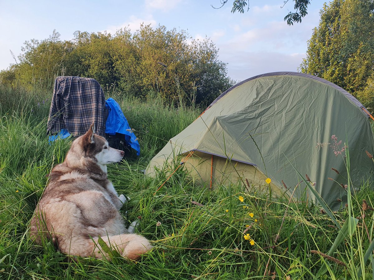 HowlingWheels's tweet photo. We are walking the Grand canal way with doggies and camping along the way. 116km long journey. Here is link to playlist with videos from our daily updates. https://t.co/yAw67YxVnA #grandcanal #hiking #camping #doglovers #smallyoutubersupport #smallyoutubers https://t.co/osuTKPZbag