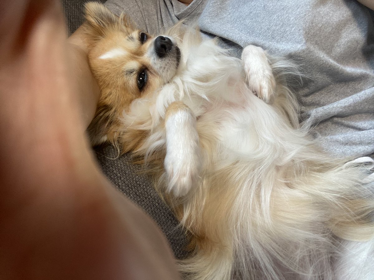 ট ইট র 講談師 神田あおい 保護犬 を初めて迎えるのにかなりハードルの高い犬って当時言われたよ その施設で歴代一番の凶暴犬 だったわけさ スタッフさんが愛情を注ぎ 私にバトンタッチ 今じゃ我が家でもお腹見せ見せで甘えるのさ あー かわいい 犬 ট ইট র 講談師 神田あおい 保護犬 を初めて迎えるのにかなりハードルの高い犬って当時言われたよ その施設で歴代一番の凶暴犬 だったわけさ スタッフさんが愛情を注ぎ 私にバトンタッチ 今じゃ我が家でもお腹見せ見せで甘えるのさ あー かわいい 犬