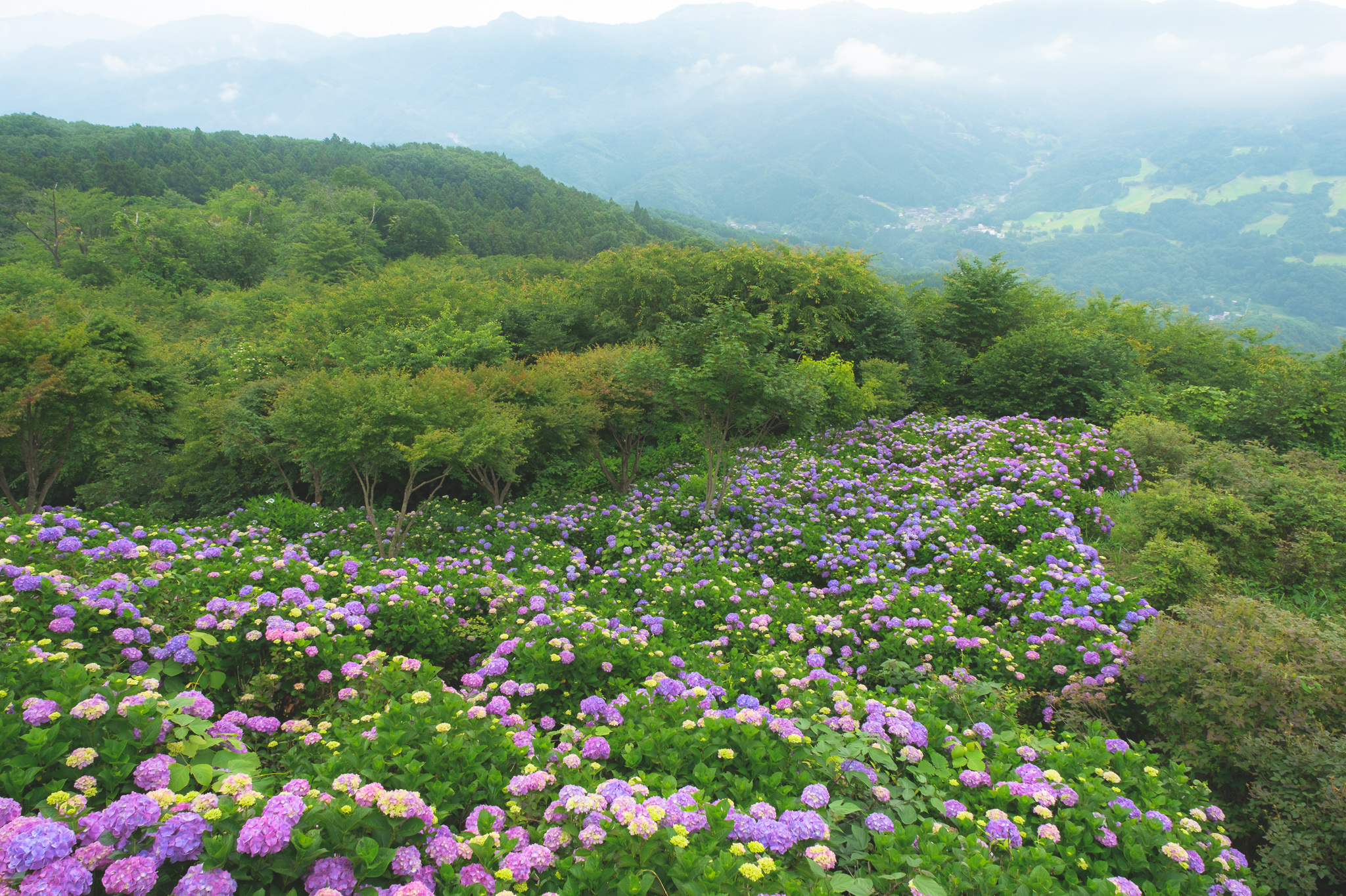 Yamato Takahide 大和貴英 季節を写真で記録する 美の山公園の紫陽花 21 6 26撮影 紫陽花 美の 山公園 秩父 皆野町 Xt4 riii Sonyalpha T Co Xh5jzny9ps Twitter