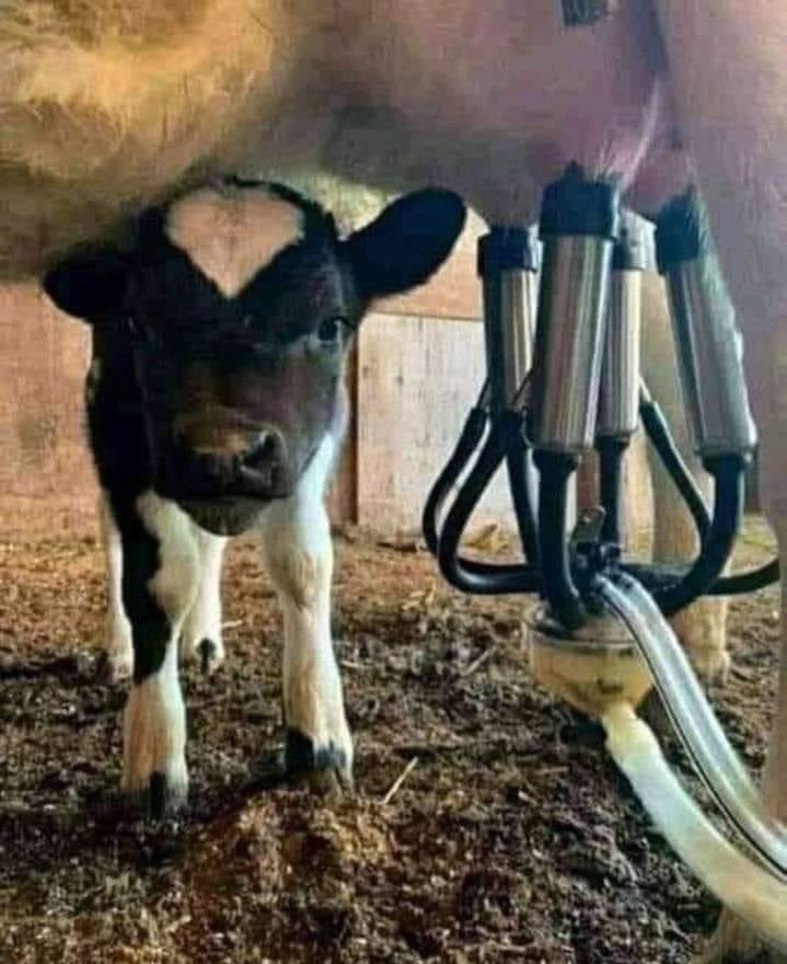 Please stop stealing their milk 💔