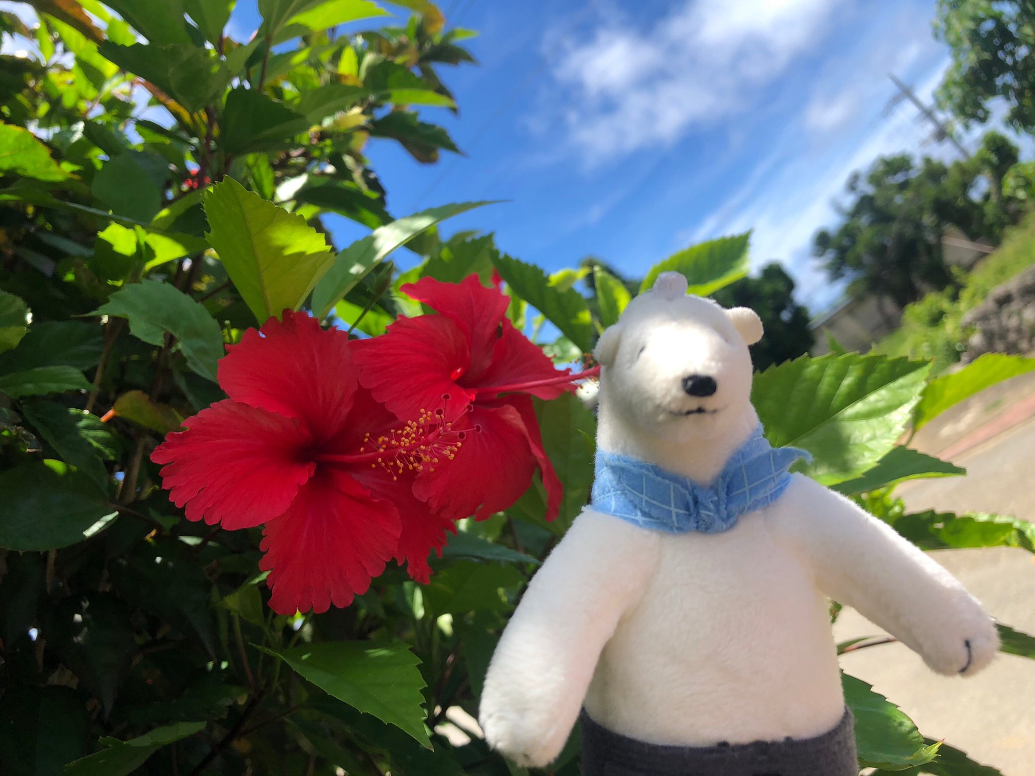 しろくまカフェ宮古島店 今日はいい天気だなあ パンダくん ペンギンさんと散歩してたらハイビスカスを見つけたよ 沖縄らしい花だよね 他にはデイゴとかブーゲンビリアとか 僕の故郷や高田馬場のほうでは見られない花がたくさんあって そういうのを探すのも しろくまカフェ宮古島店 今日はいい天気だなあ パンダくん ペンギンさんと散歩してたらハイビスカスを見つけたよ 沖縄らしい花だよね 他にはデイゴとかブーゲンビリアとか 僕の故郷や高田馬場のほうでは見られない花がたくさんあって そういうのを探すのも