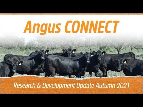 During the recent Angus CONNECT Research and Development Update – Autumn 2021, @universityofkansas Professor and Head, Dr Bob Weaber, addressed the message ‘Find the optimum cow size that maximises profit on your farm’. Watch now https://t.co/a6PLjvZygR
#AngusPremium #GrowAngus https://t.co/R8J3r1Gwtl