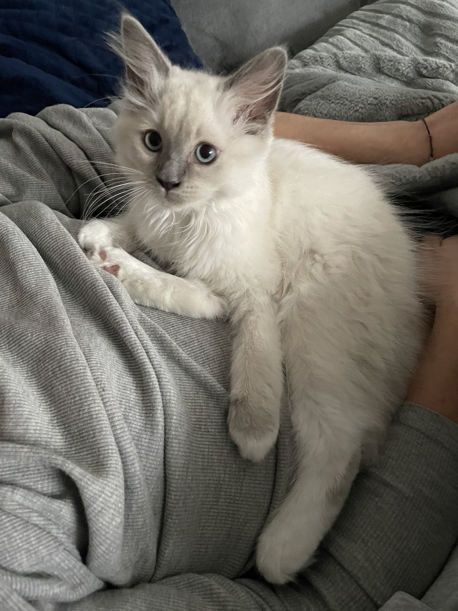 ellenicolaskye's tweet photo. Ash at the start vs end of June 🥺🥺🥺 HES GROWN SO MUCH 😭 https://t.co/lJ8ZfwcxAo