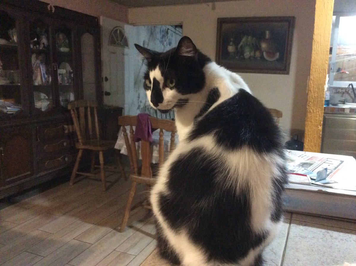 joha_moon's tweet photo. @dwarfgarden @TribeOfMa @Hatschebutz @AlexandraLSmit2 @RhondaHendee @ThorSelfies @redphooka @3coolkatz @TheCatMalice @RoxyRoxLA Hello cute Goro y Athena saludos desde de el Puerto de Veracruz https://t.co/xaK2GOiMtr