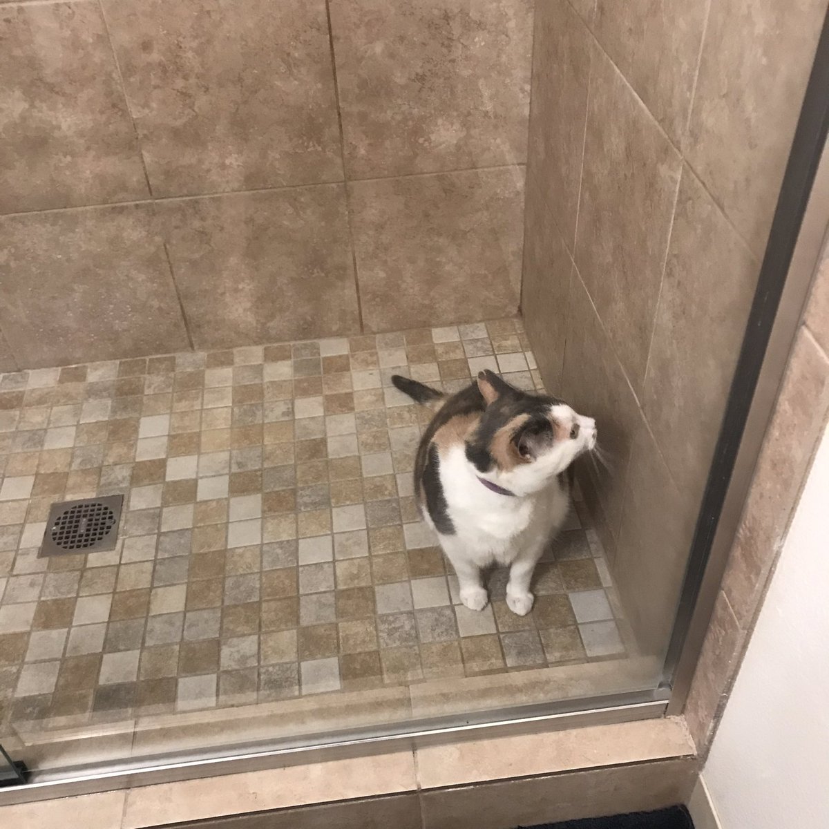 venus_beanus's tweet photo. WEN MOMI TRAP ME IN “GAYE BABI JAYL”
büt momby let mi owt on “pawbation” :) https://t.co/OMOe90tANW