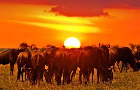 Crinnow's tweet photo. #BBIAppealHearing #twendemaasaimara @magicalkenya 

#TeamCrinnow https://t.co/UmbxCzmjGe