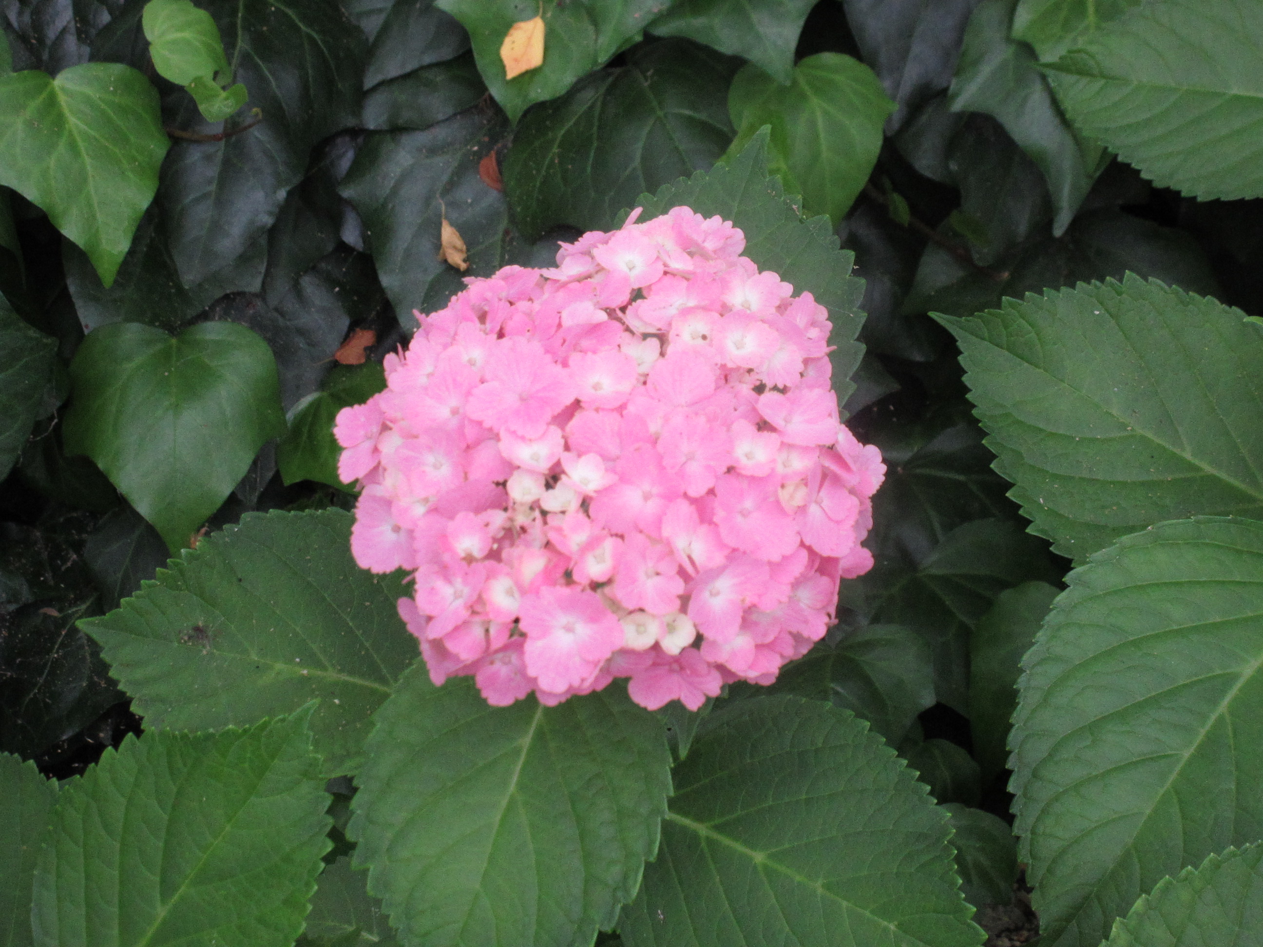 瑞穂文化小劇場 7月の花 あじさい 劇場に咲いていたあじさいは 全部ピンク色でした 花言葉は 元気な女性 強い愛情 です 瑞穂の女性職員はみんな元気でパワフルですよ 象徴するようにたくさん咲いています 劇場駐車場の植物を紹介して