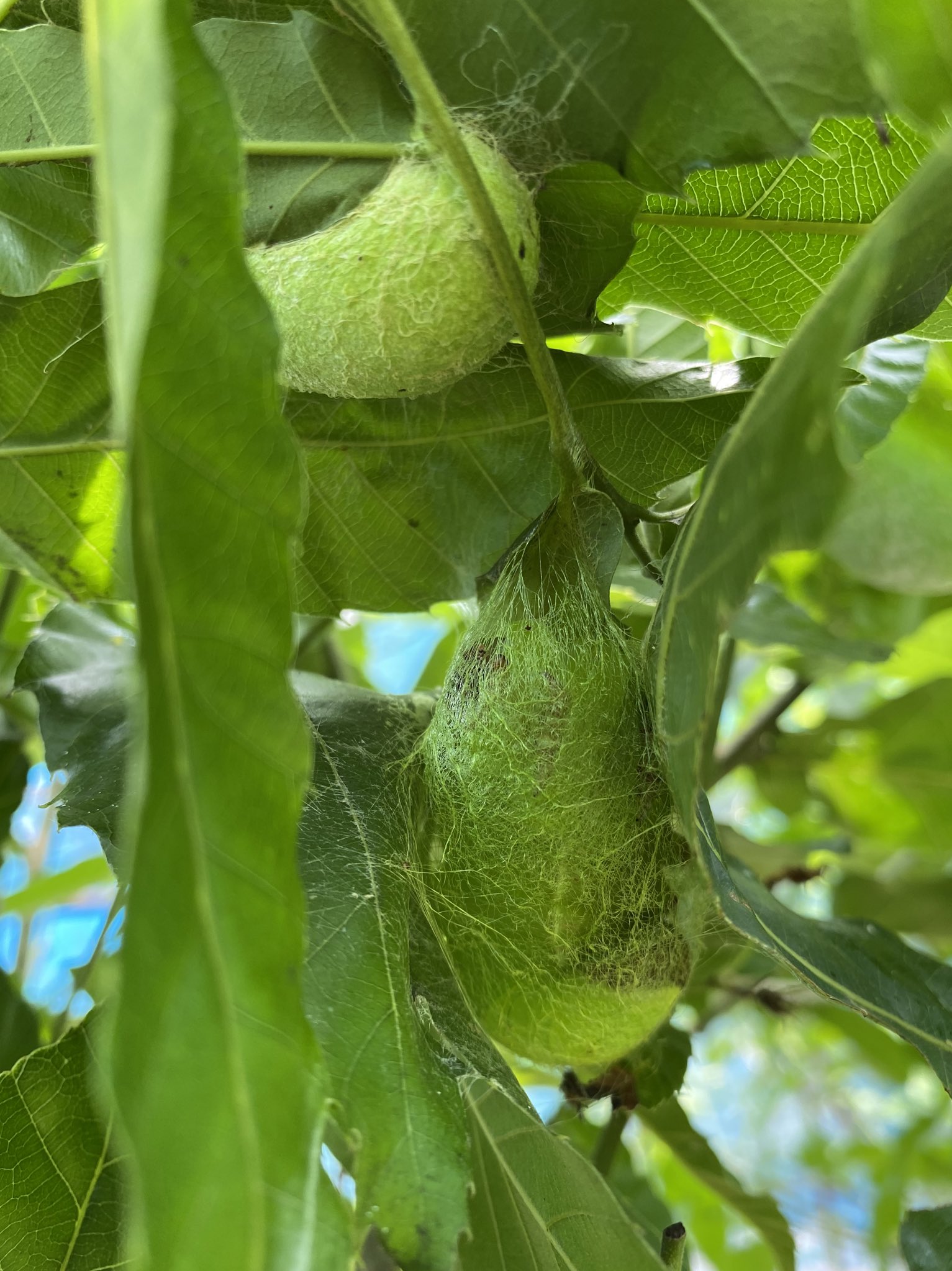 Yamako Project Yamako Project Twitter