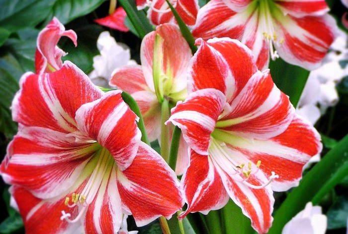 Amarilis Ficha Técnica Y Cuidados Ficha Técnica
Nombre conocesobre.com/todosobrejardi… #abonoparaamarilis #amarilisbiografia #amariliscuidados