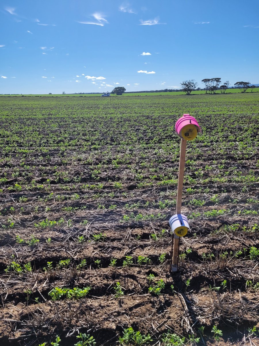 PennyRo25927708's tweet photo. From Mallee to Yorkes still following intercrop paddock establishment with @SANoTill. This time lentil and linseed. Next stop upper north. #IntercroppingIsFun @SA_PIRSA @Sarah_Day_ https://t.co/blM8Uj6Xy6