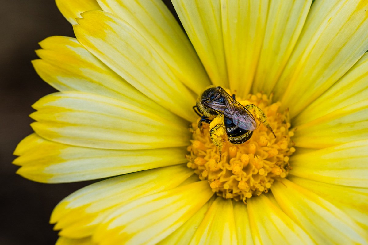 Stuff_We_Made's tweet photo. A little bee-butt and some pollen legs.

Taken with the new @NikonCanada 105mm Z macro https://t.co/F4AVWF7cRH