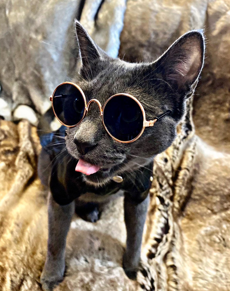 pagesofcodex's tweet photo. Just a cool cat doing #coolcat things. 

#theshopfates https://t.co/o7VndBkMdf